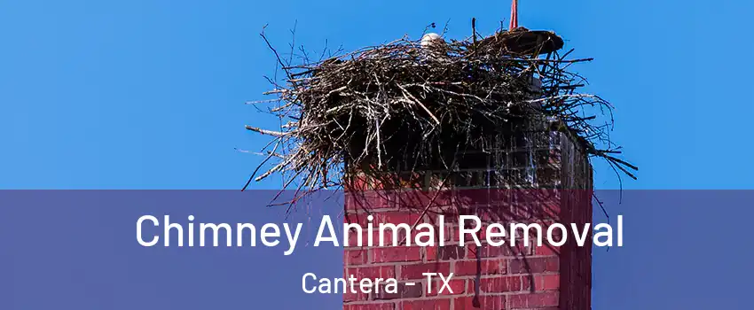 Chimney Animal Removal Cantera - TX