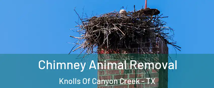 Chimney Animal Removal Knolls Of Canyon Creek - TX