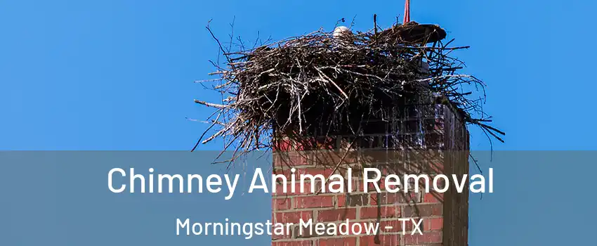 Chimney Animal Removal Morningstar Meadow - TX