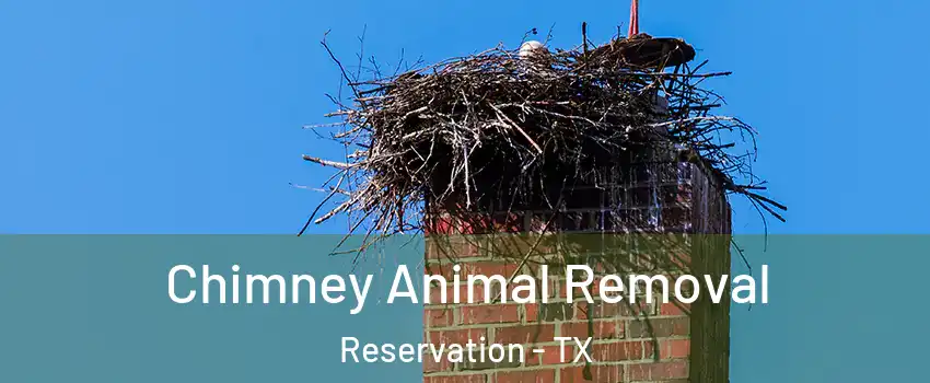Chimney Animal Removal Reservation - TX