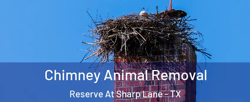 Chimney Animal Removal Reserve At Sharp Lane - TX