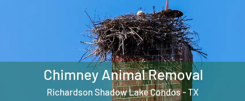 Chimney Animal Removal Richardson Shadow Lake Condos - TX