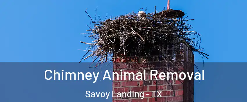 Chimney Animal Removal Savoy Landing - TX