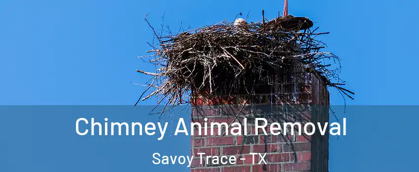 Chimney Animal Removal Savoy Trace - TX