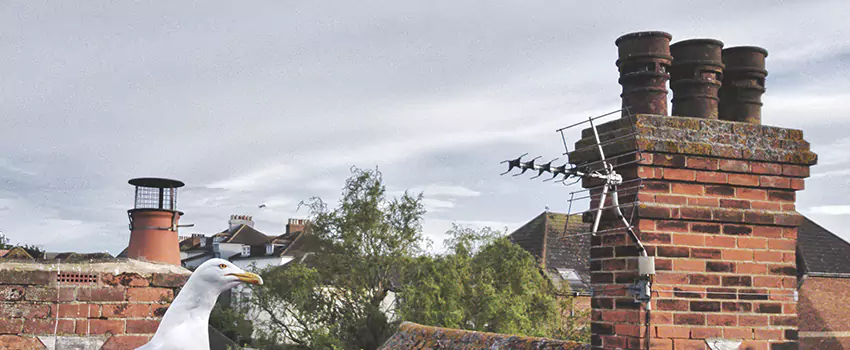 Chimney Cleaning And Restoration in Wyndsor Court, Texas